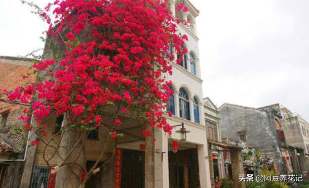 露台养花草种菜,露台种植花草盆栽