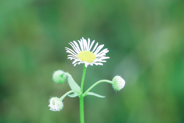 一生聪明却输给爱情的5大星座,一生聪明却输给爱情的三大星座
