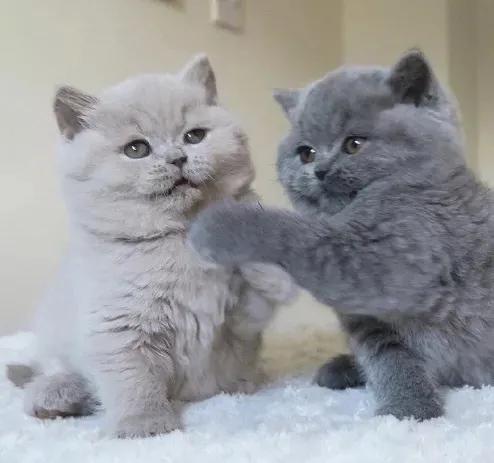 有没有一种方法让猫咪不要叫,怎么喊猫咪才能让猫咪过来呢