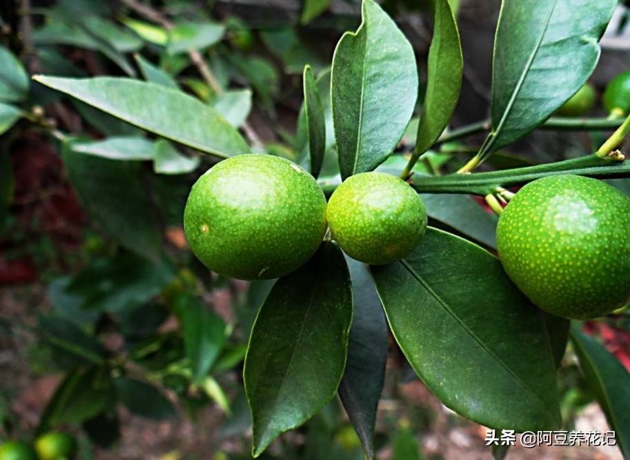 养了4年的金桔树为何不开花结果,盆栽金桔不修剪会怎么样