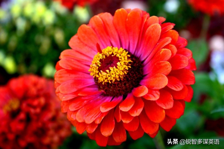 泰戈尔诗选吉檀迦利每章概括,泰戈尔吉檀迦利获得什么奖