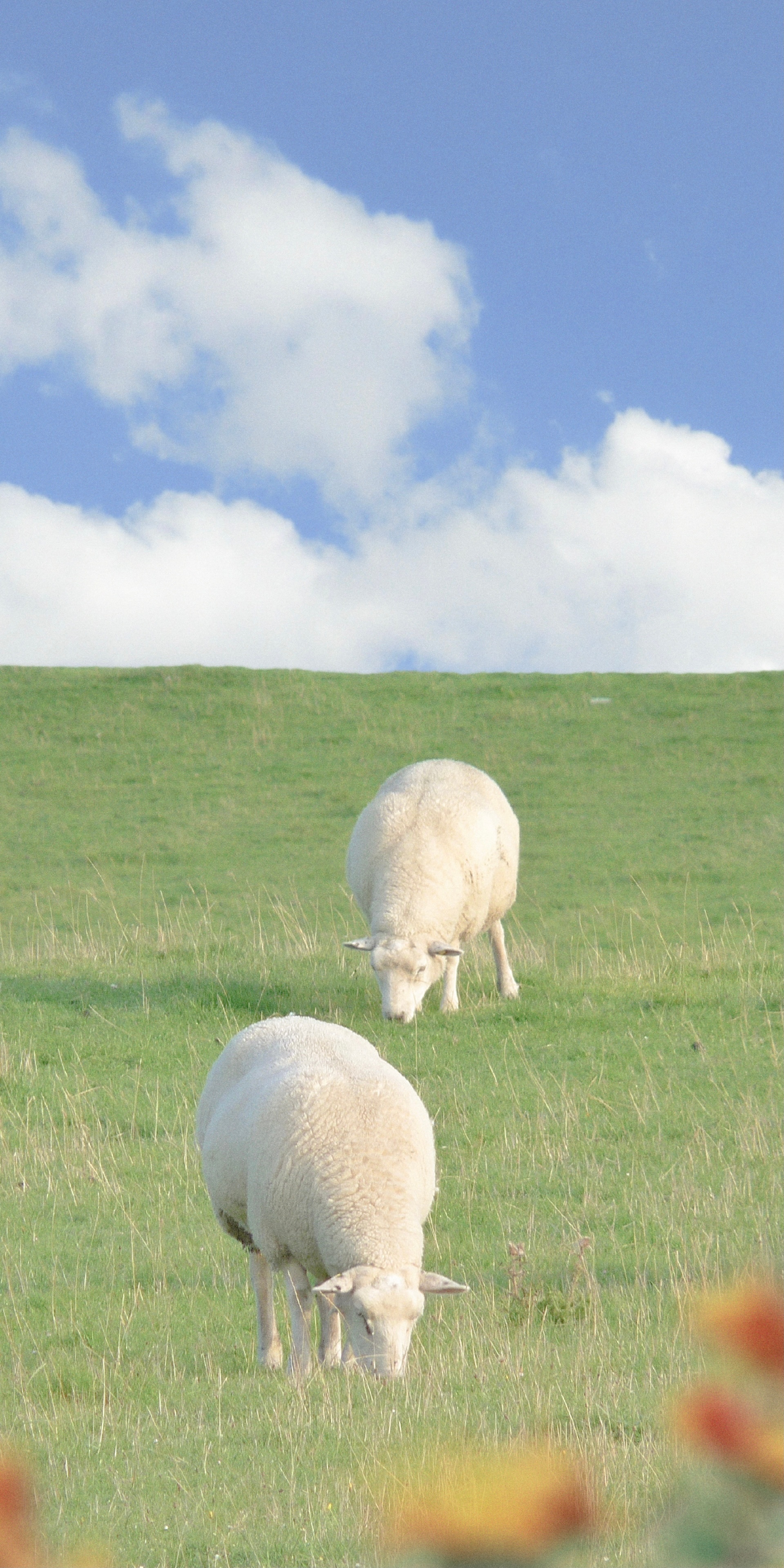 女人专用护眼绿色手机桌面壁纸,手机护眼壁纸高清绿色自然景色