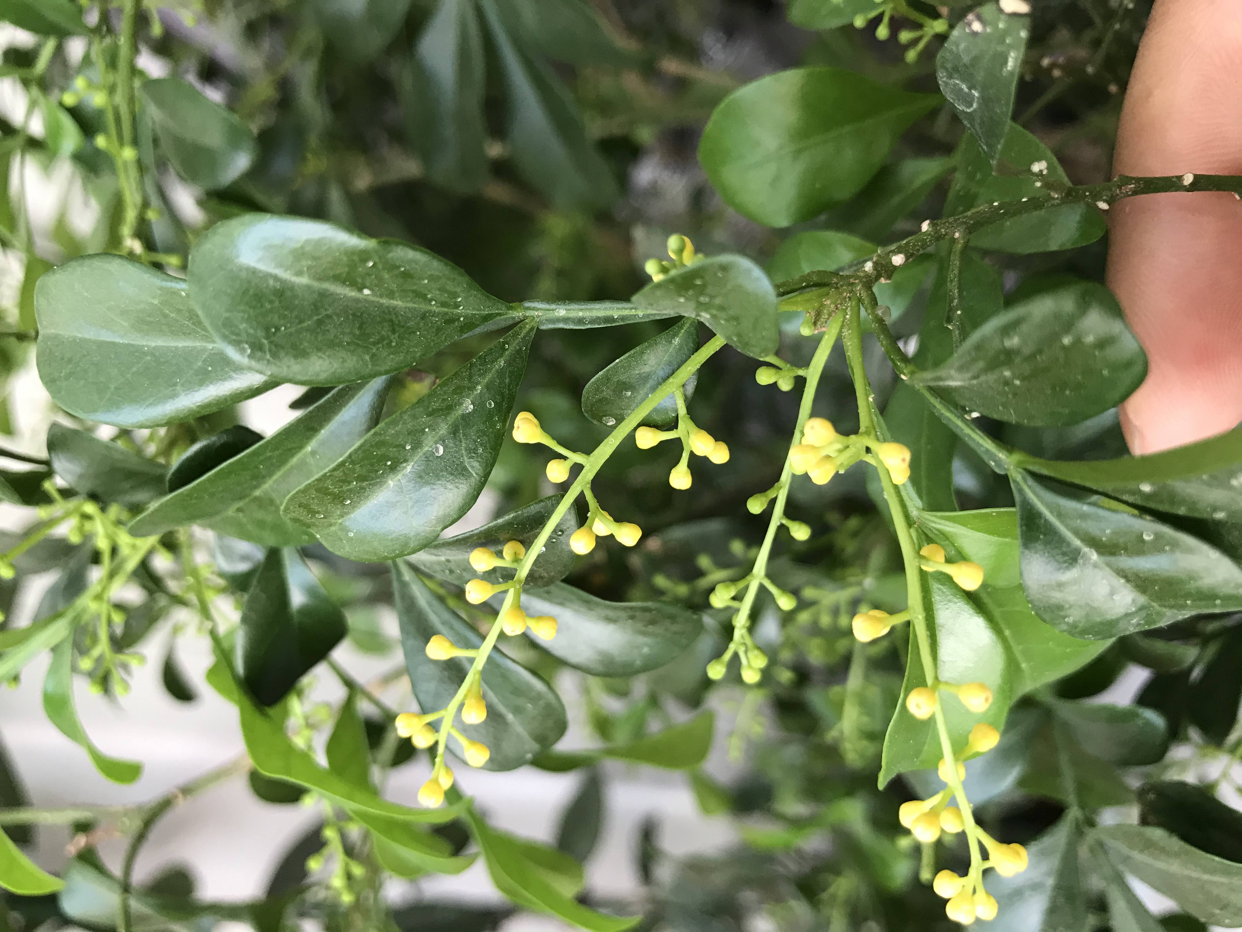 米兰室内养要阳光直射吗,室内如何养好米兰花