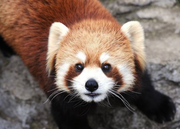 横滨二日游旅游攻略最新,横滨旅游景点攻略一日游