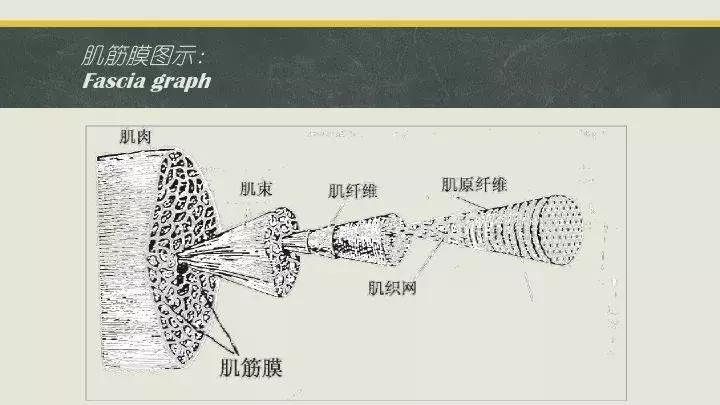 跑步放松肌肉方法筋膜枪,找到你科技是什么软件