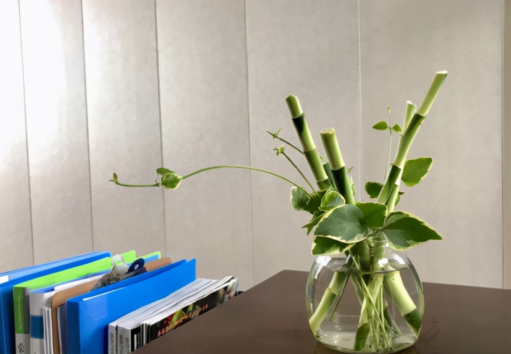 新买的富贵竹枝干，水培迟迟不生根，该怎么解决？