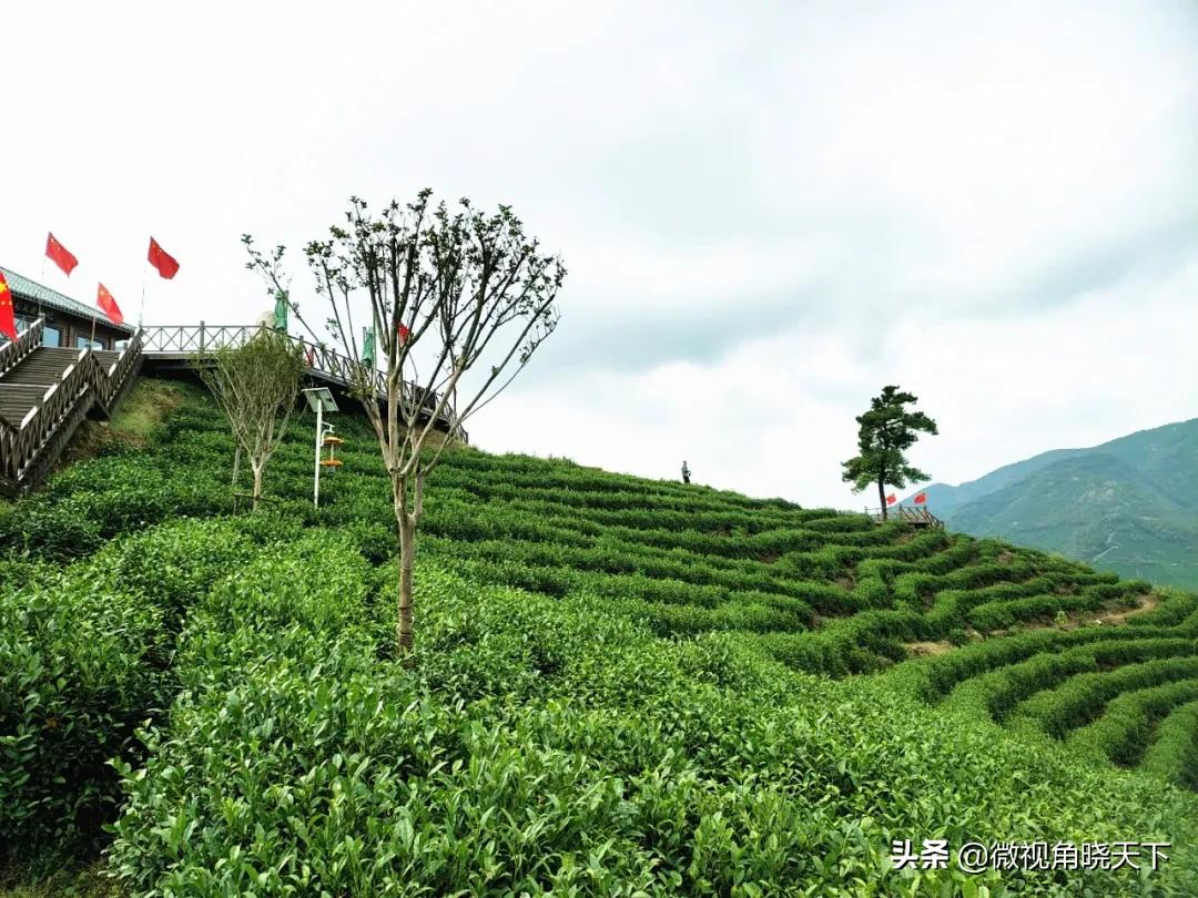 带你看看信阳的茶山美景,信阳浉河茶山直播