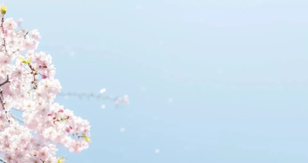 日本的国花是不是樱花,日本的国花是菊花还是樱花