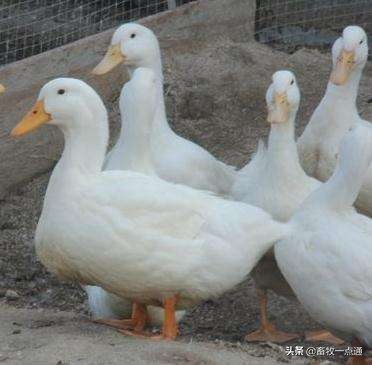 母鸡和母鸭的输精方法的区别,母鸭输精的正确方法