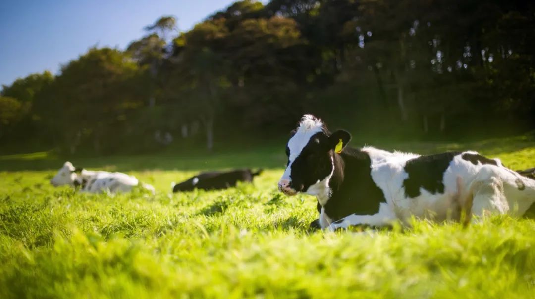 特康力乳粉质量怎么样,特康力奶粉怎么样
