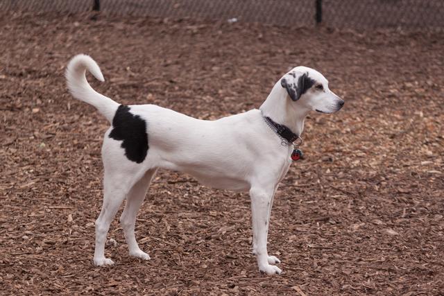 狗狗缺钙严重会站不起来视频,狗狗缺钙两后腿站不起来怎么办