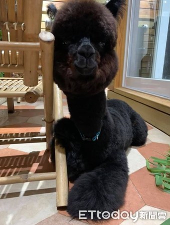 “毛澎羊驼”撞脸羊肉炉！洗澡崩坏片笑翻网：原来本尊这么瘦