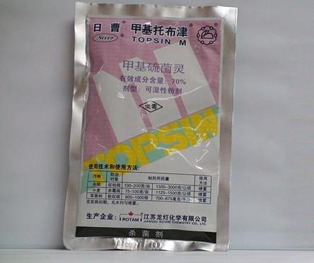 万寿菊感染斑枯病和花腐病,掌握这五个办法,枯萎病斑立马褪散