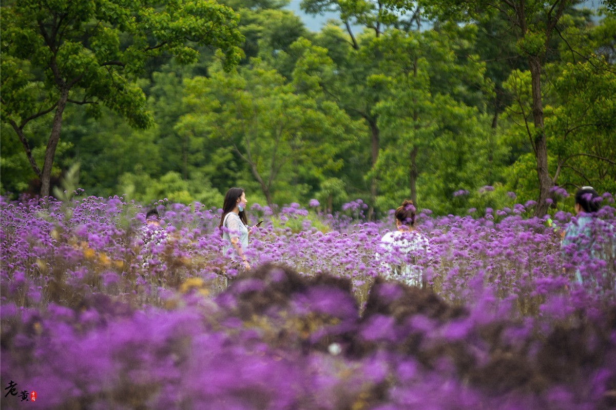 距离重庆主城5小时的边缘小城，鲜花怒放，更有奇妙文化待你赏析