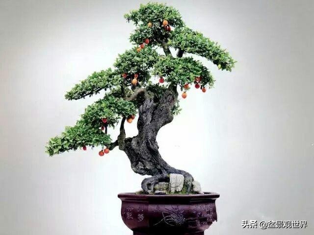 野生挂果金弹子是雌雄同株吗,金弹子雌雄同株公花比母花开得晚