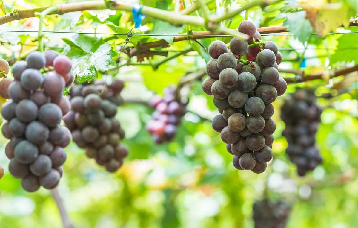 葡萄没熟就蔫了什么原因,葡萄没熟就霉烂