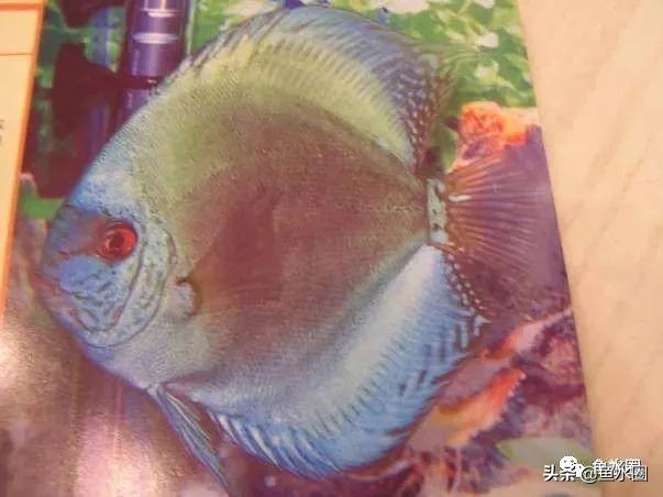 七彩神仙品系图谱,七彩神仙全系品种介绍