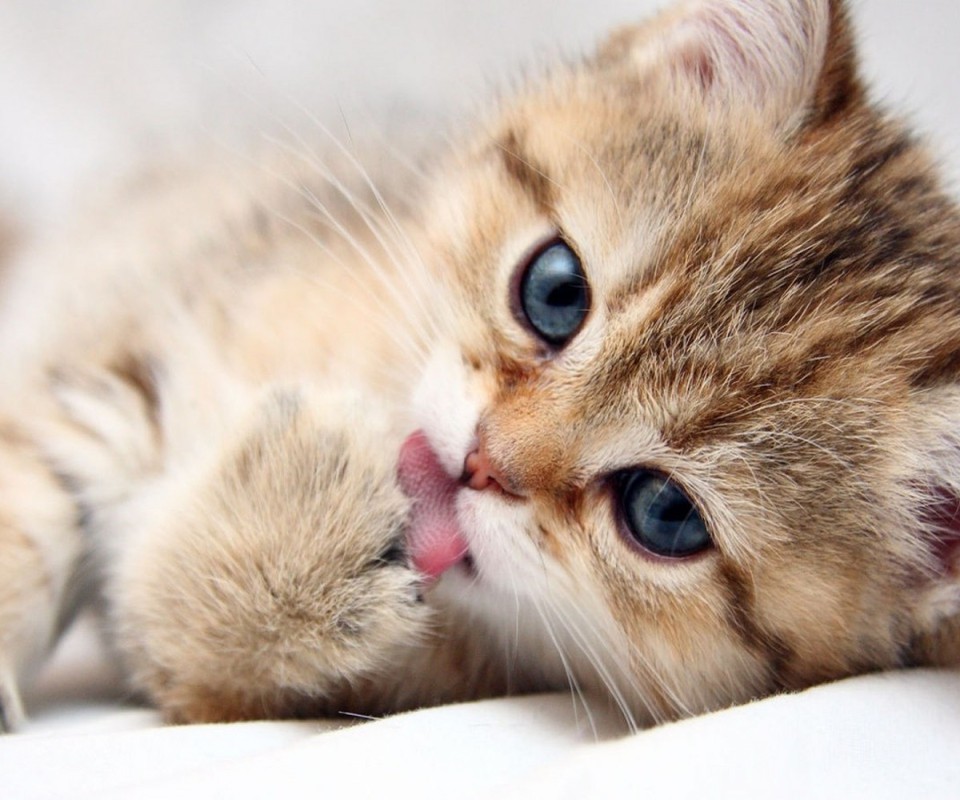 猫泪痕怎么去除涂什么药,猫泪痕滴什么药