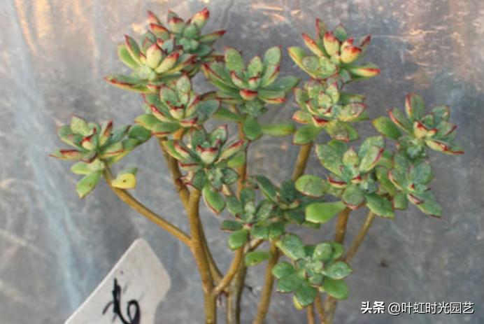 多肉老桩大科普,贱卖老桩可以买?性价比大揭秘!