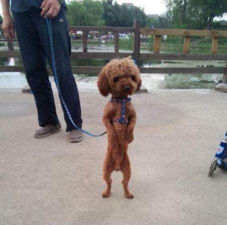 教狗狗直立走路最简单方法,训练狗狗直立行走