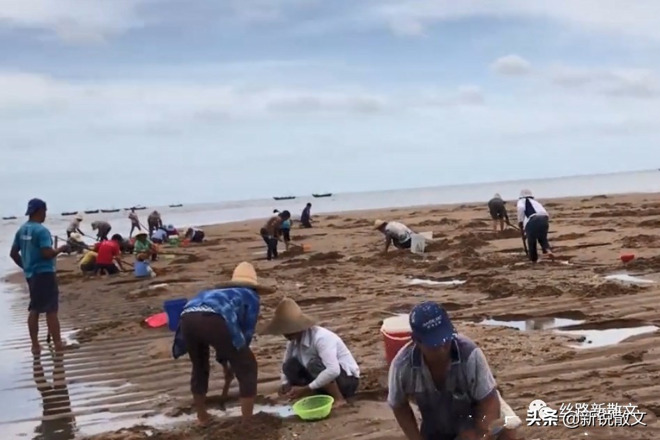 广东湛江本地海鲜海鱼,湛江海鲜鱼有哪些
