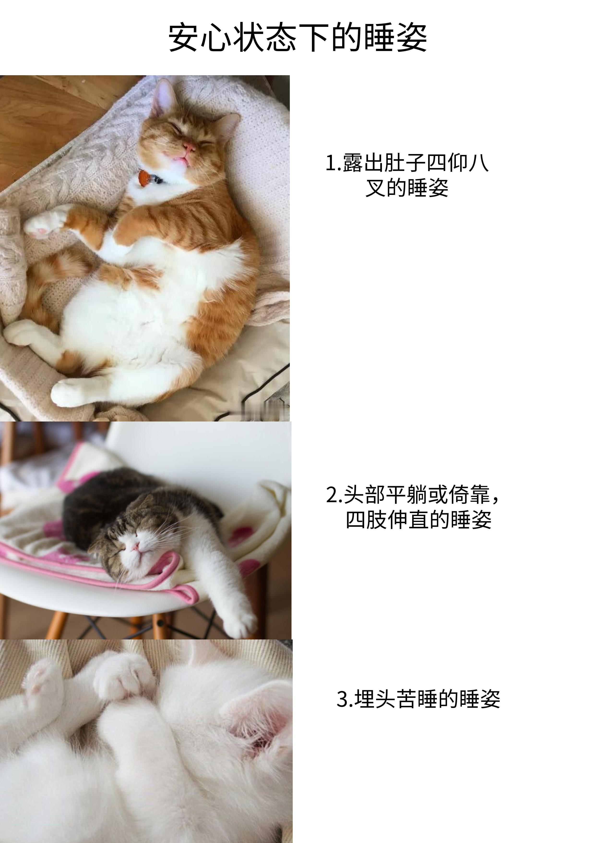 猫的姿态美,猫的姿态怎么描写