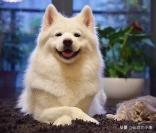 萌宠应该选什么标签,萌宠可以从哪个方面介绍