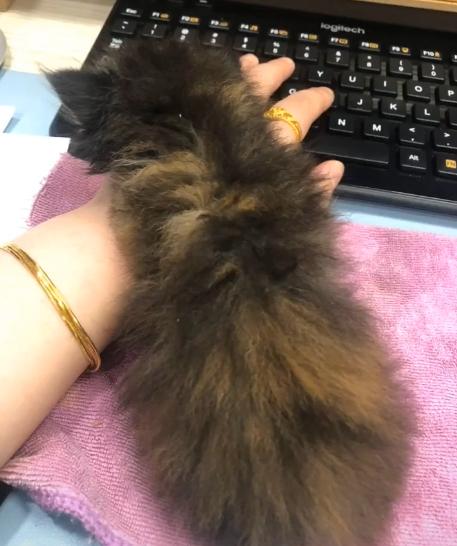 捡到的小奶猫眼睛流脓,捡到的小奶猫眼睛一直有眼屎