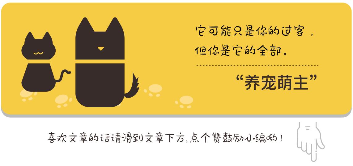 怎么样才能避免猫咪咬数据线,头疼猫咪