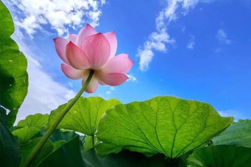 观赏荷花地方推荐河南,河南荷花特别多的地方在哪里