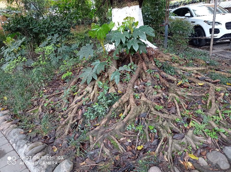 闷恋一一新小说连载,41母亲10000针缝布鞋,草鞋情深