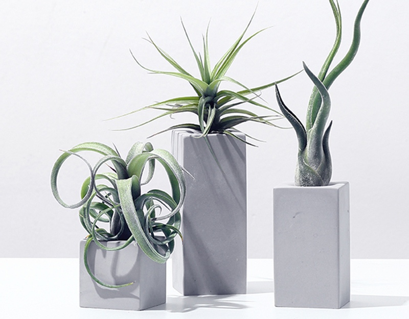 100种绿植大全,50种盆栽绿植花卉大全