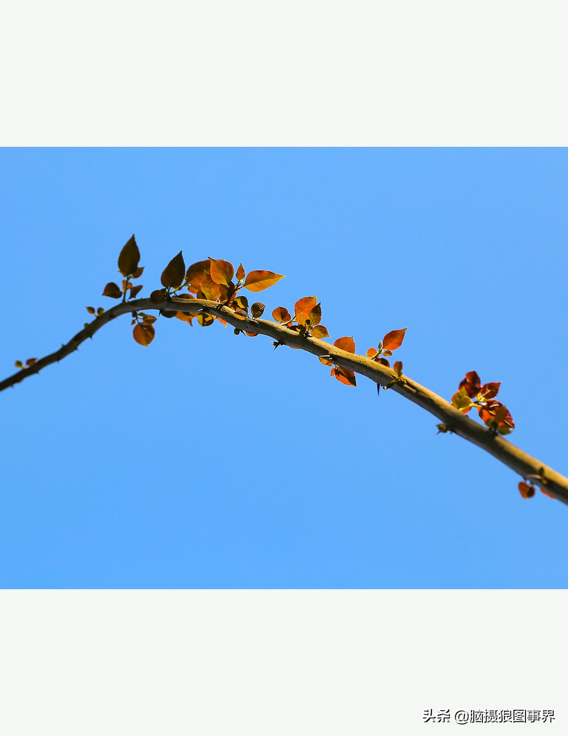 怎么拍摄好看的花和天空,如何拍出好看的天空树叶照