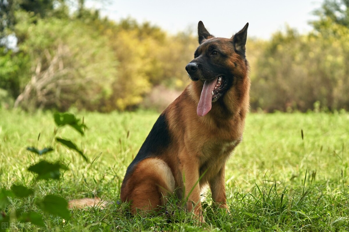 三个月德牧怎样喂肥,德牧犬太瘦了怎么喂