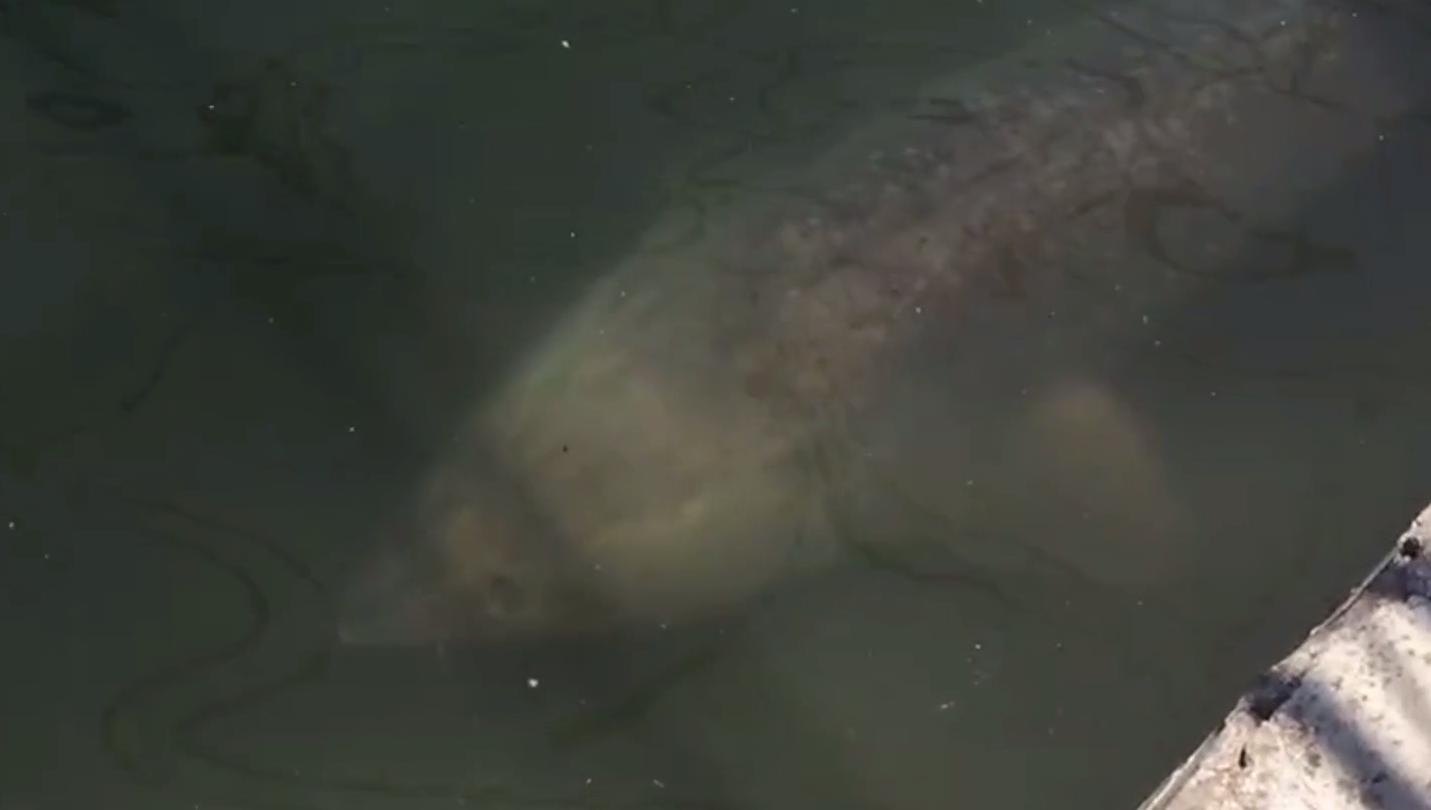 300斤！辽宁一山沟里养出“老鱼王”，体型大到快游不动了