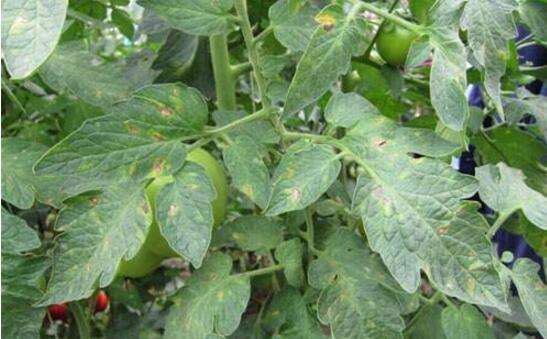 番茄灰叶斑病用哪种杀菌剂,番茄灰叶斑病怎么防活