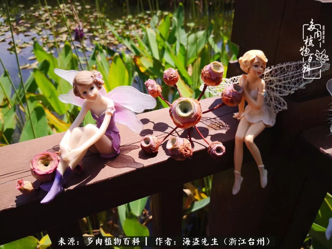 多肉玫瑰多少度休眠,多肉玫瑰唤醒教程