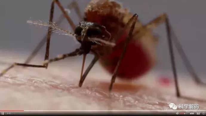 蚊子怎么咬人科普,蚊子解剖示意图