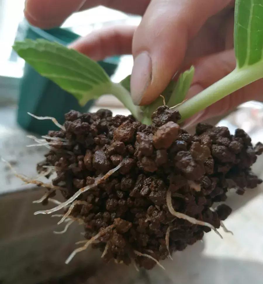 这6种花给点水就爆盆懒人必备,插枝最好养的四种花