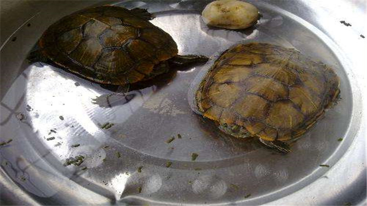 乌龟不进食老漂浮起来说明什么,小乌龟不进食怎么办