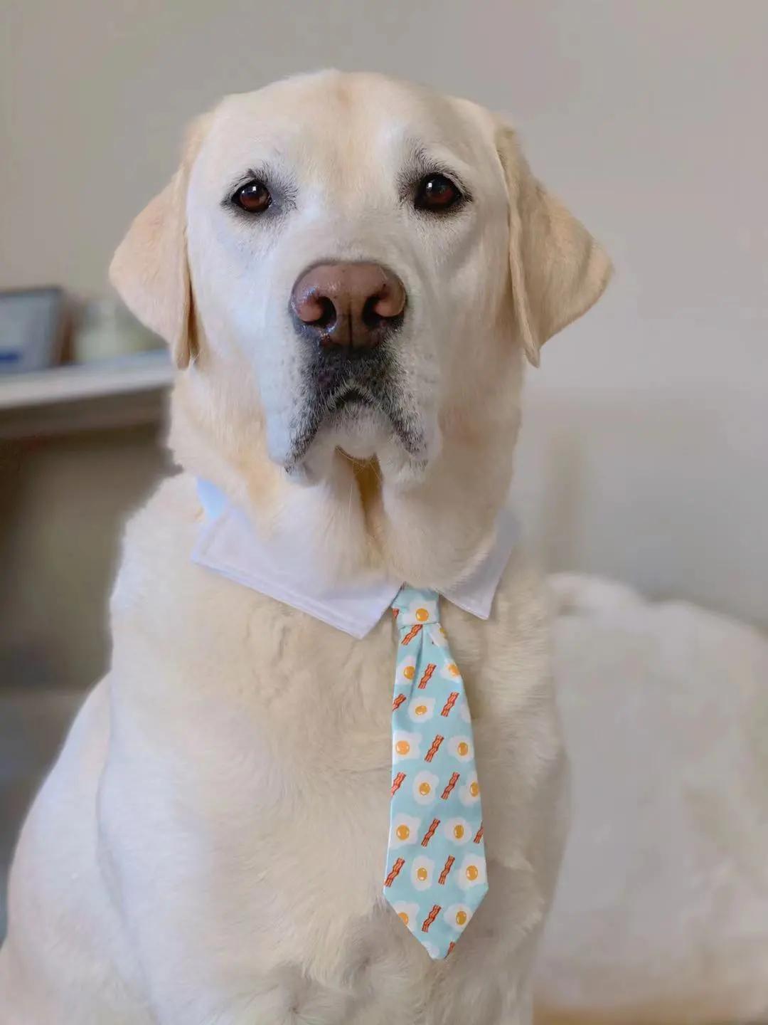 男生猛犬穿女装,男生细狗穿女装