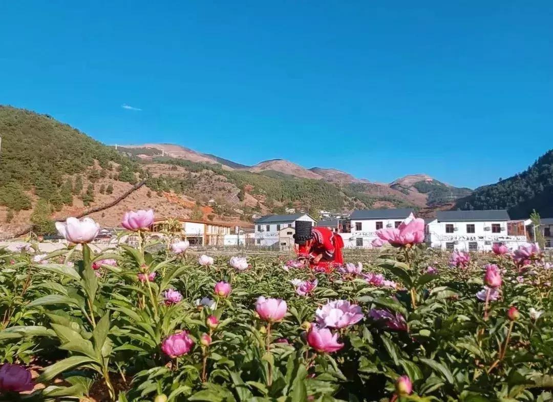凉山州哪里可以赏花,西昌赏花攻略