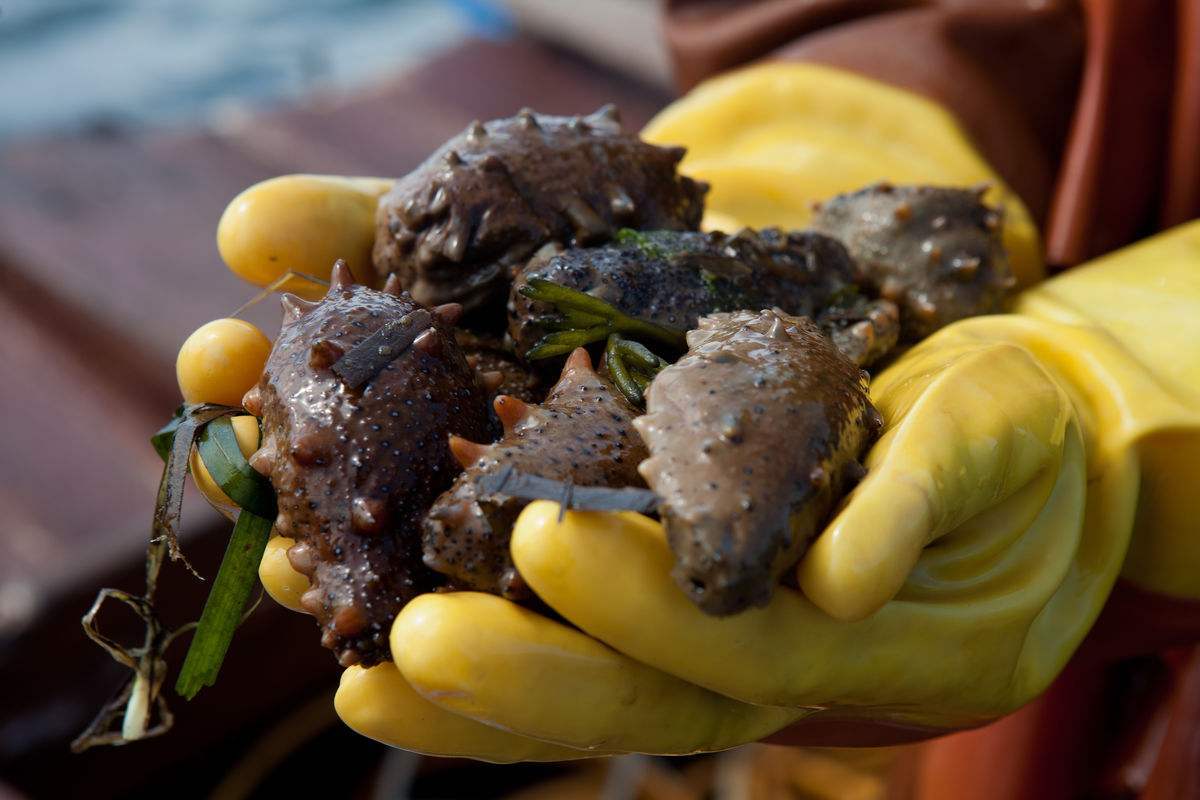 海参泡发后发黑是怎么回事,养殖海参冷冻一年煮时水变绿