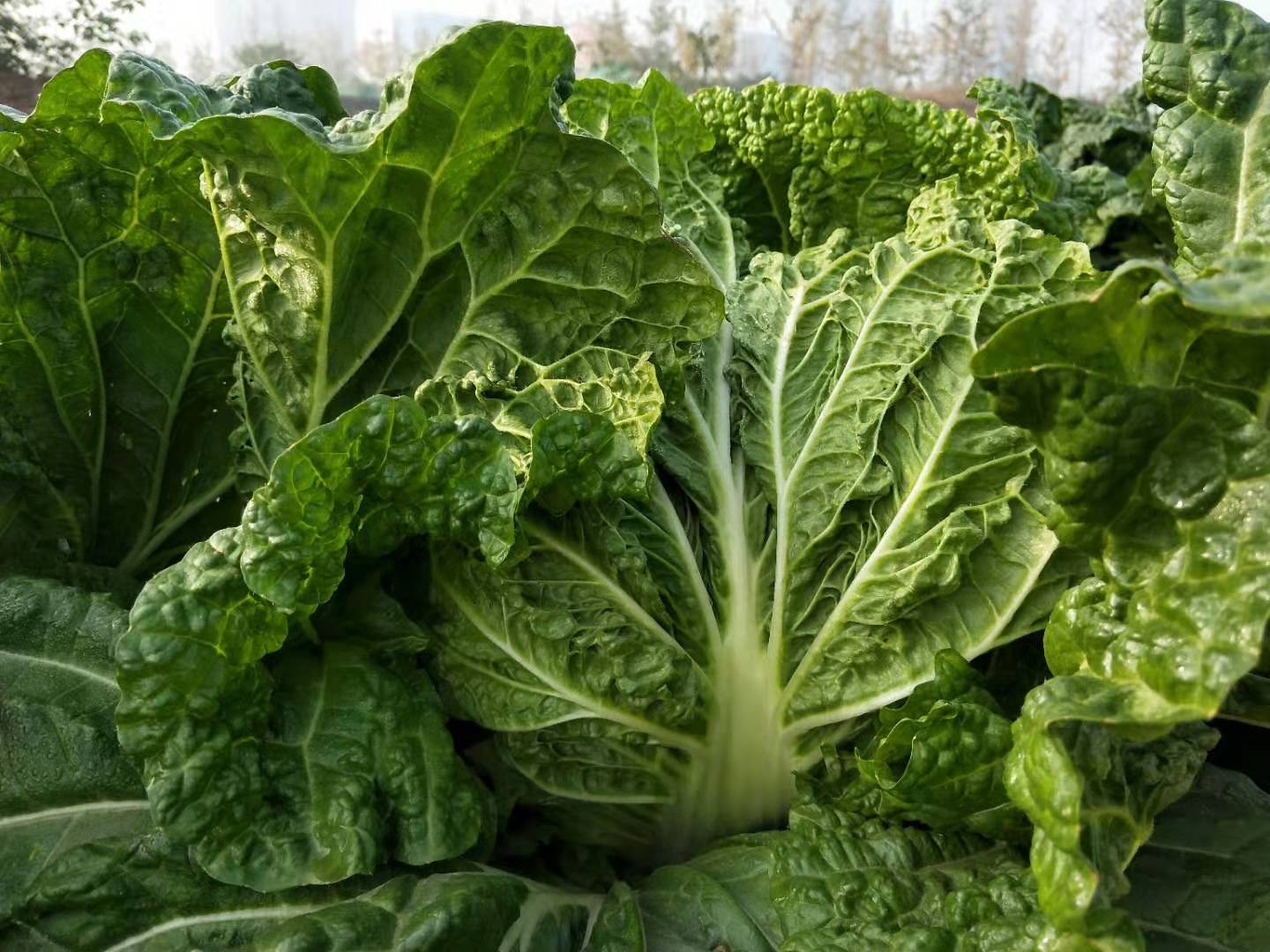 白菜干叶是什么病如何处理,白菜烂心烧心用什么肥料最佳