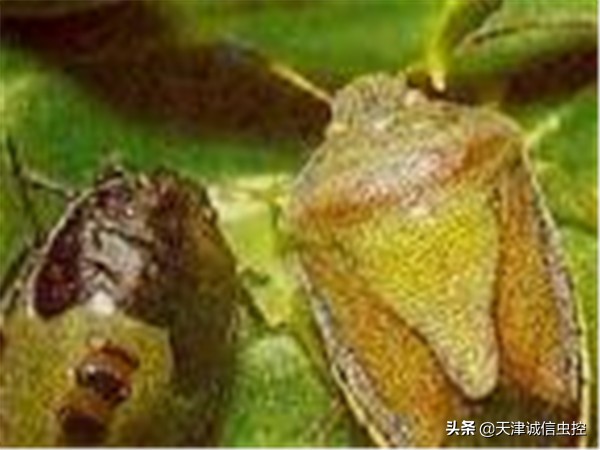 被臭虫咬如何快速止痒,如何防止被臭虫咬