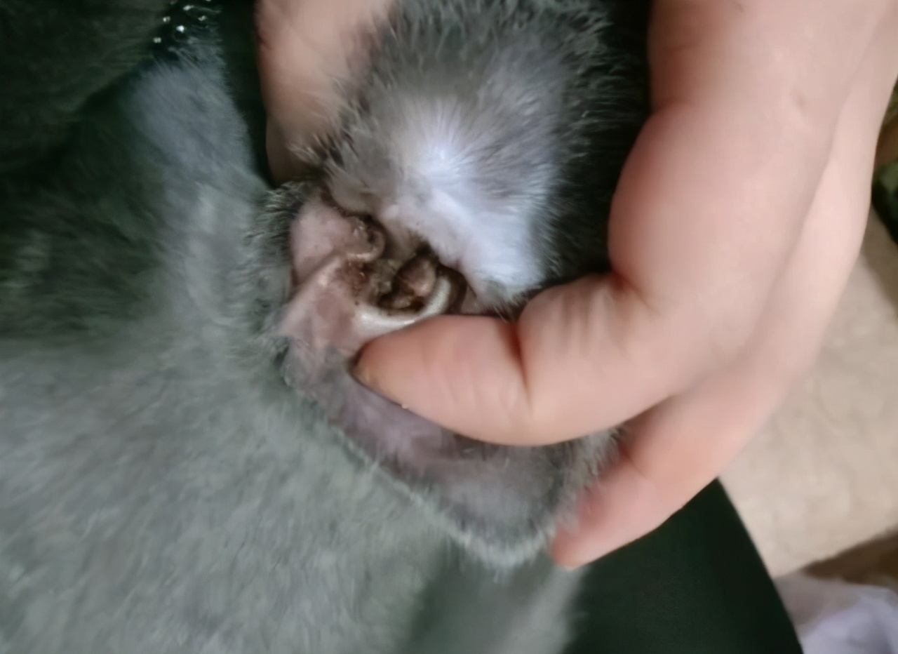 捡到一只被遗弃的小奶猫要怎么养,捡到一只蓝猫需要注意什么