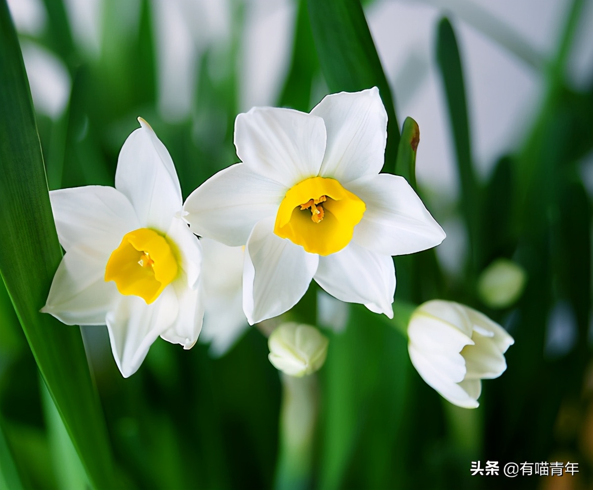 猫咪绿萝中毒会死吗,家里的绿萝在养猫之后死完了