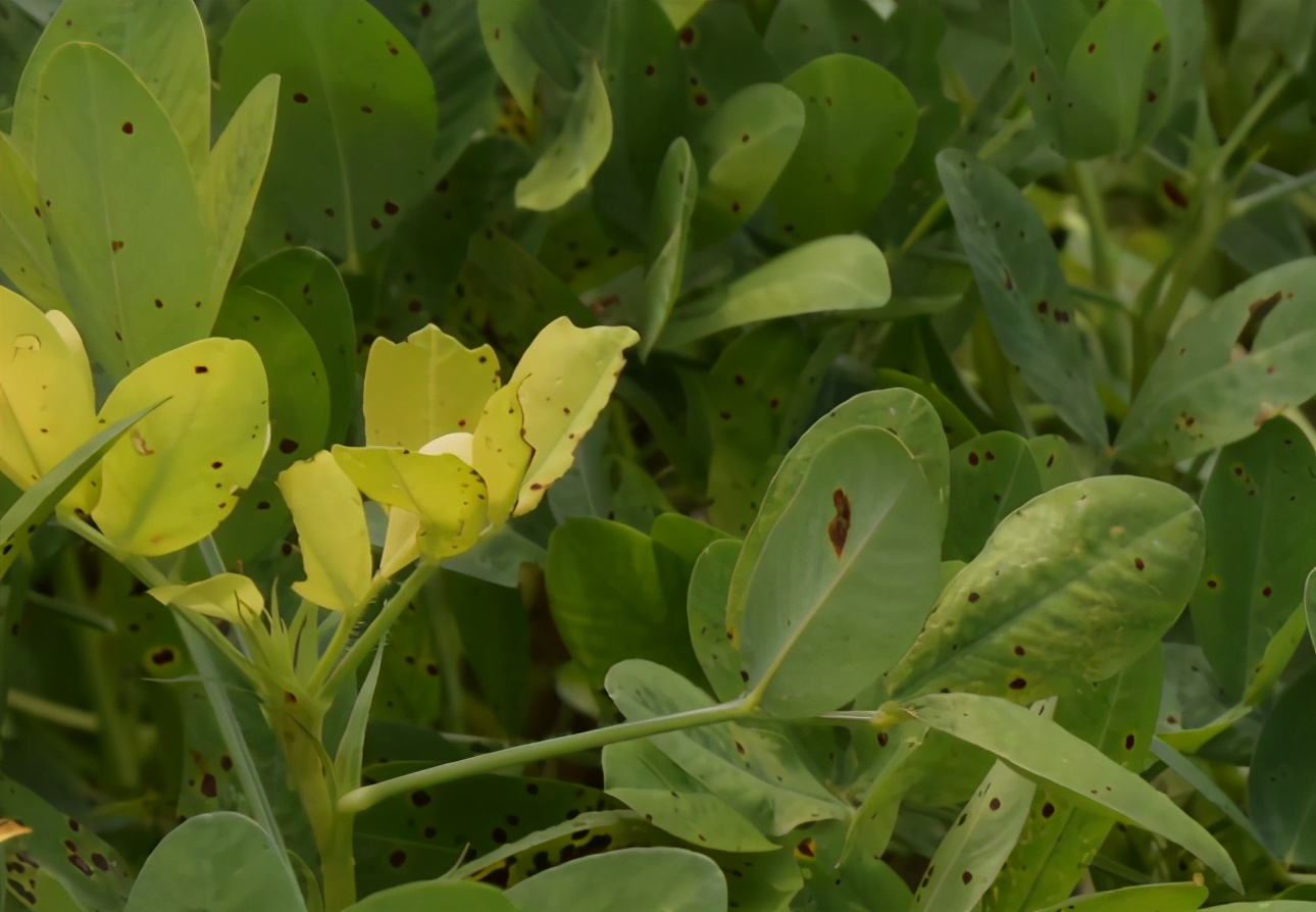 夏花生初花期管理技术,夏花生出苗后多少天可以收