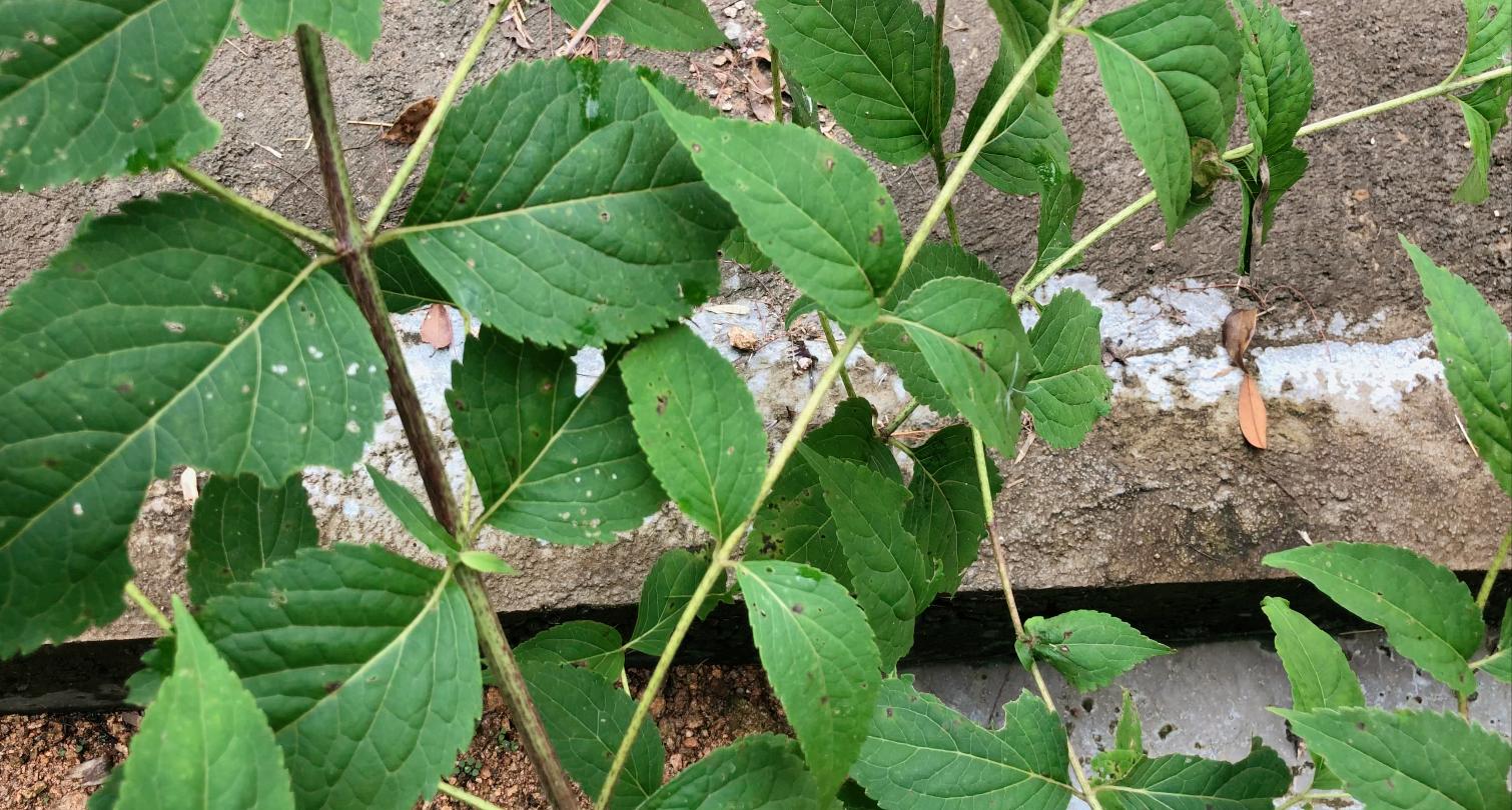 六月雪有什么功能,野生六月雪可以挖吗