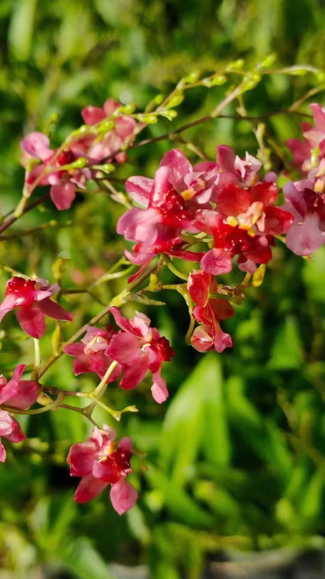 梦香兰的养殖方法,梦香兰花苗